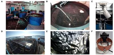 Tracking and Analysis of the Movement Behavior of European Seabass (Dicentrarchus labrax) in Aquaculture Systems